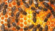 KRÁLOVNA SLUNCE – co se nám včely snaží říct