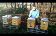 Ošetrovanie včelstva roztokom kyseliny šťavelovej