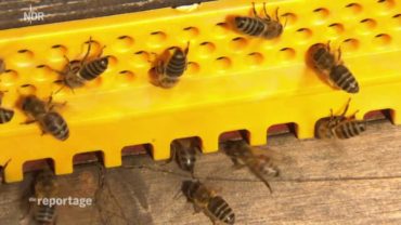 Zachránci včel