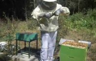 Výmena matky vo včelstve – 1. časť