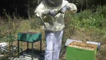 Výmena matky vo včelstve – 1. časť