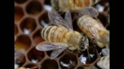 Príznaky nozematózy vo včelstve