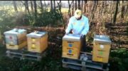 Ošetrovanie včelstva roztokom kyseliny šťavelovej