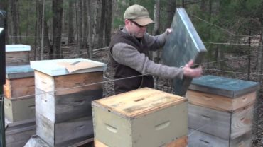 Kŕmenie včiel v zime