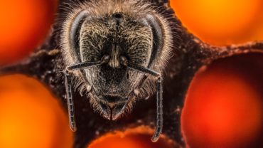 Prvých 21 dní života včely