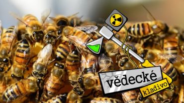 Proč včely vymírají? – Vědecké kladivo